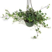 Load image into Gallery viewer, Ivy, 6.5in Hanging Basket, English Eva
