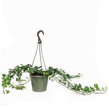 Load image into Gallery viewer, Ivy, 6.5in Hanging Basket, English Teardrop
