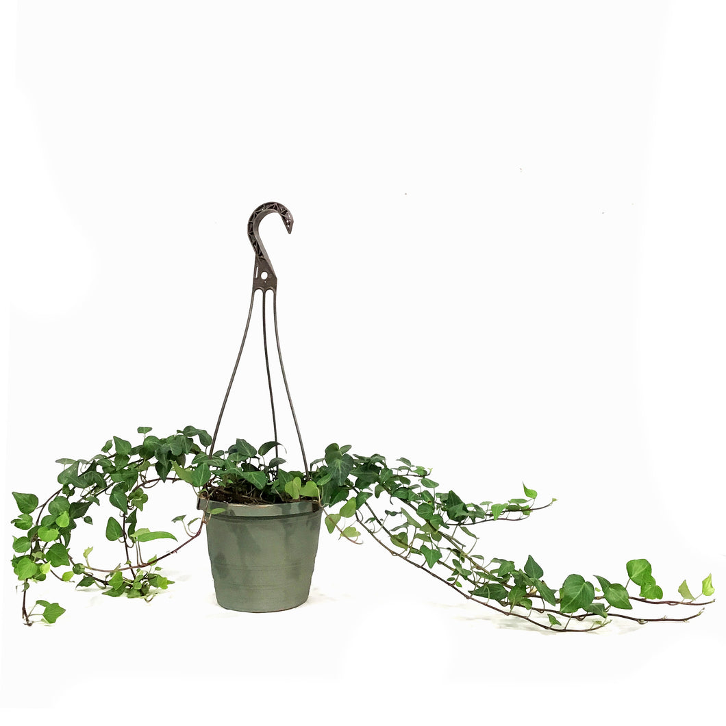 Ivy, 6.5in Hanging Basket, English Teardrop