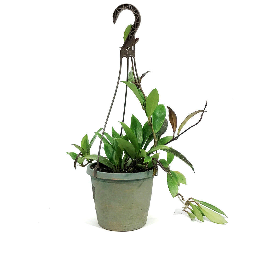 Hoya, 6.5in Hanging Basket, Pubicalyx