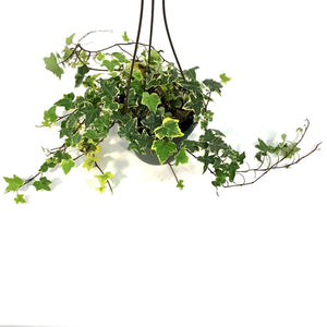 Ivy, 6.5in Hanging Basket, English Goldchild