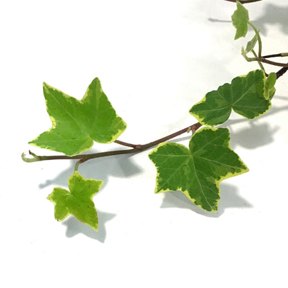 Ivy, 6.5in Hanging Basket, English Goldchild