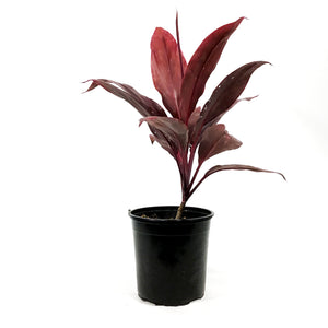 Cordyline, 6in, Auntie Lou