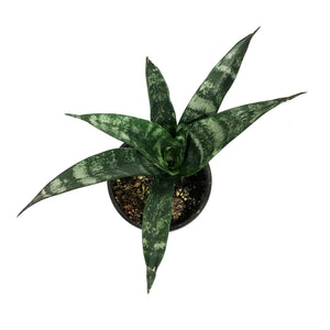 Sansevieria, 4in, Frozen