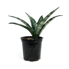 Load image into Gallery viewer, Sansevieria, 4in, Frozen
