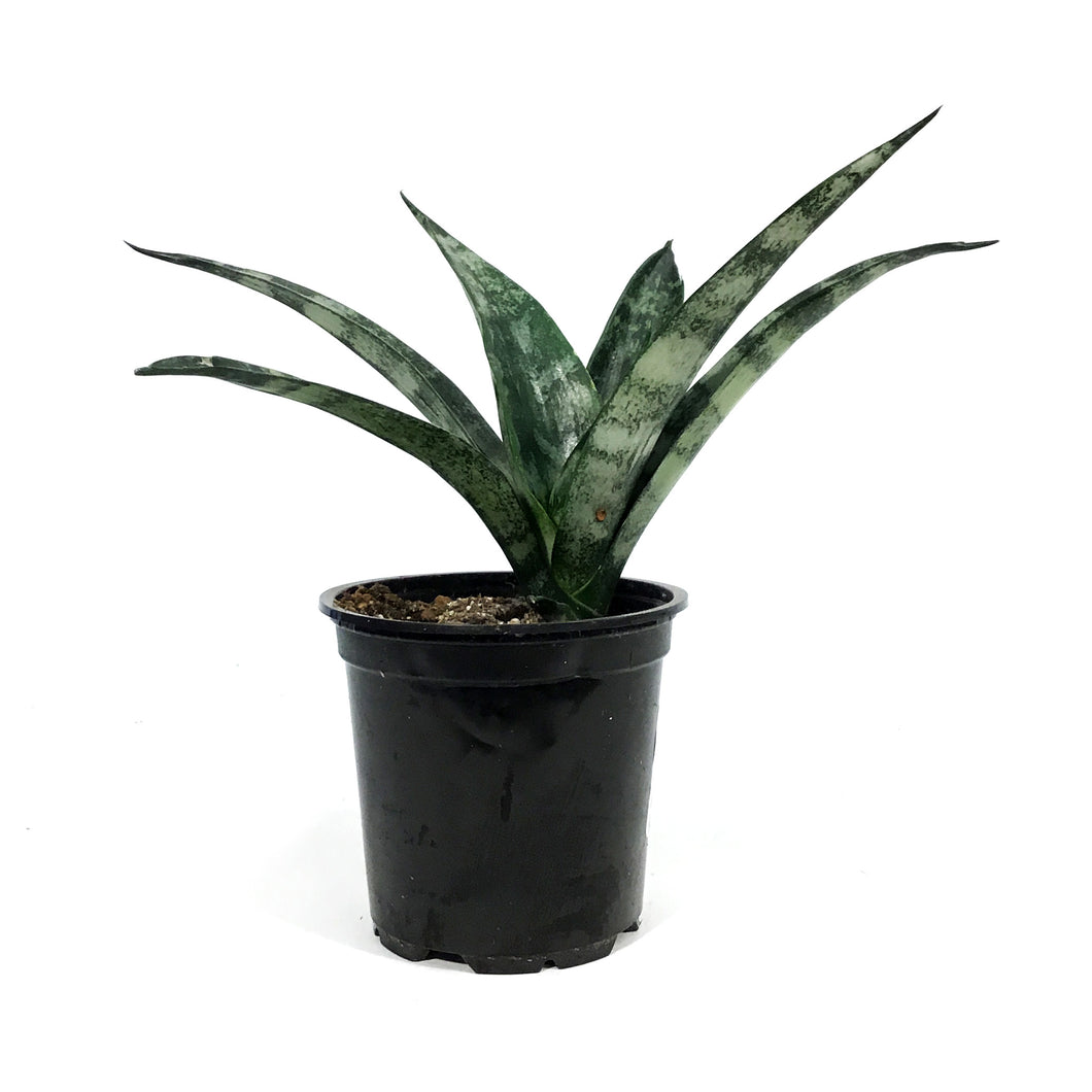 Sansevieria, 4in, Frozen