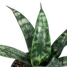 Load image into Gallery viewer, Sansevieria, 4in, Frozen
