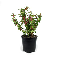 Load image into Gallery viewer, Portulacaria, 4in, Afra Mediopicta
