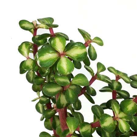 Portulacaria, 4in, Afra Mediopicta