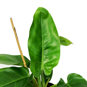 Philodendron, 6in, Imperial Green