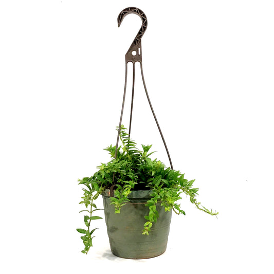 Aeschunanthus, 6.5in Hanging Basket, Lipstick Plan