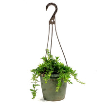 Load image into Gallery viewer, Aeschunanthus, 6.5in Hanging Basket, Lipstick Plan
