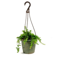 Aeschunanthus, 6.5in Hanging Basket, Lipstick Plan