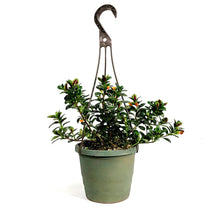 Load image into Gallery viewer, Nemantanthus, 6.5in Hanging Basket, Goldfish Plant
