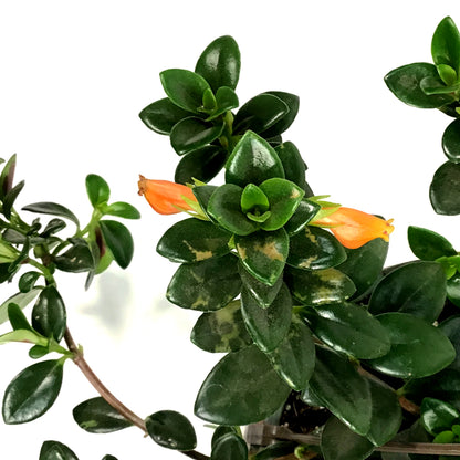 Nemantanthus, 6.5in Hanging Basket, Goldfish Plant