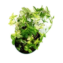 Load image into Gallery viewer, Tradescantia, 6in, White
