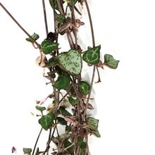 Load image into Gallery viewer, String of Hearts, 4.5in HB, Ceropegia woodii
