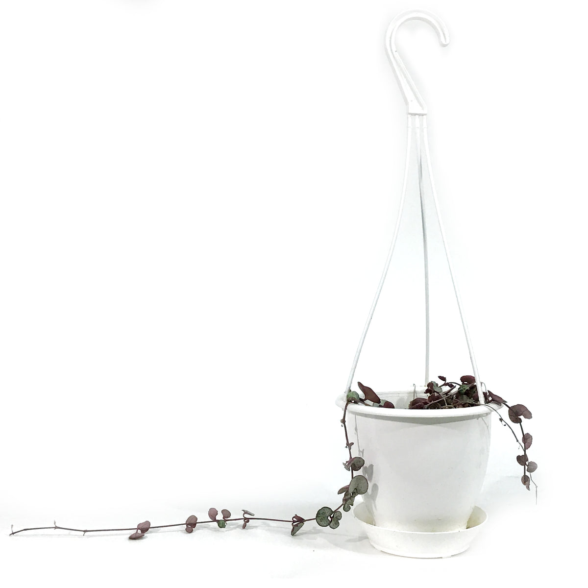 String of Hearts Silver Glory, 4.5in HB