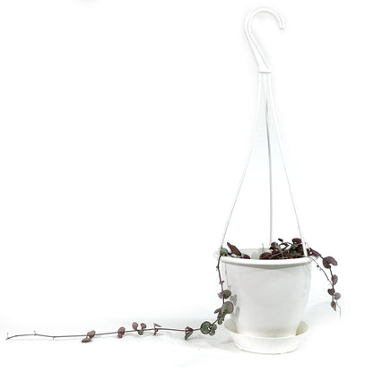 String of Hearts Silver Glory, 4.5in HB