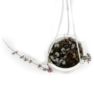 String of Hearts Silver Glory, 4.5in HB
