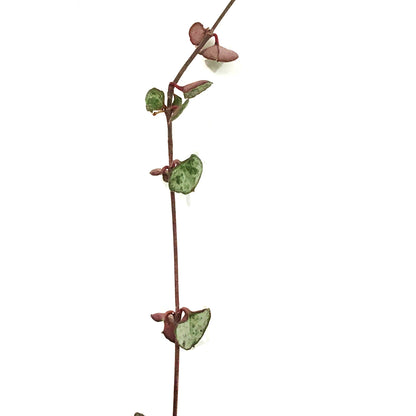 String of Hearts Silver Glory, 4.5in HB