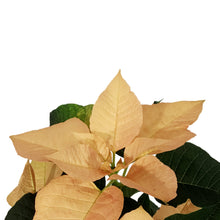 Load image into Gallery viewer, Poinsettia, 6in, Autumn Leaves
