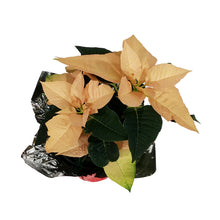 Load image into Gallery viewer, Poinsettia, 6in, Autumn Leaves
