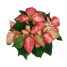 Load image into Gallery viewer, Poinsettia, 6in, Ice Crystal
