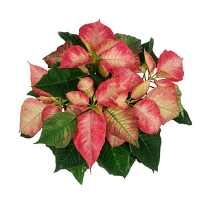 Poinsettia, 6in, Ice Crystal