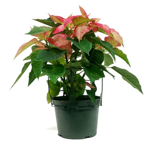 Poinsettia, 6in, Ice Crystal