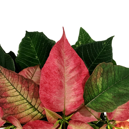 Poinsettia, 6in, Ice Crystal