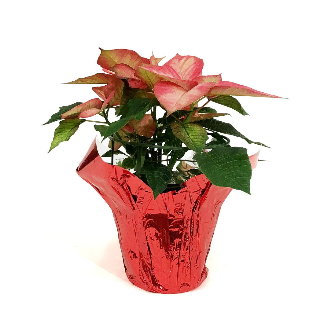 Poinsettia, 6in, Ice Crystal