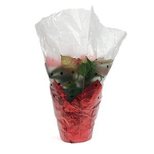 Poinsettia, 6in, Ice Crystal