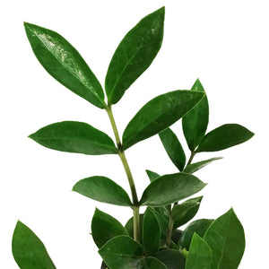 ZZ Plant, 4in, Zamioculcas Zamiifolia Zamicro
