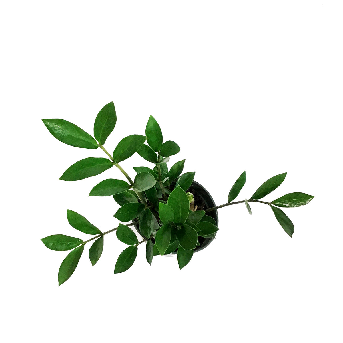 ZZ Plant, 4in, Zamioculcas Zamiifolia Zamicro