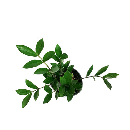 ZZ Plant, 4in, Zamioculcas Zamiifolia Zamicro