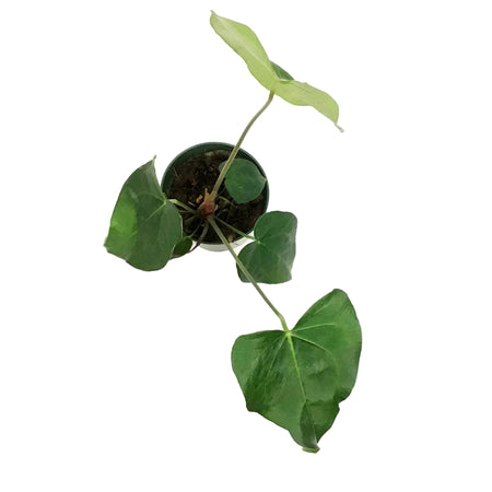 Anthurium, 4in, Pterodactyl