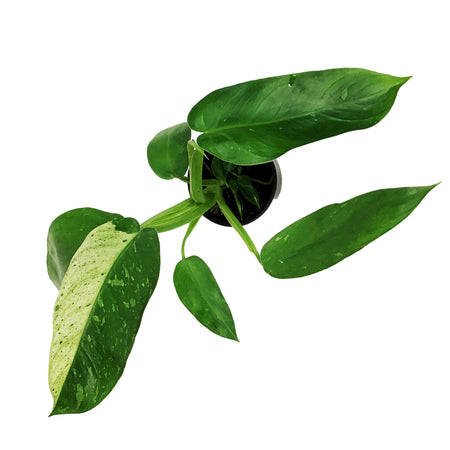 Philodendron, 4in, Jose Buono