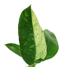 Load image into Gallery viewer, Philodendron, 4in, Jose Buono
