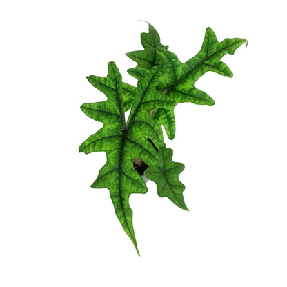 Alocasia, 4in, Jacklyn