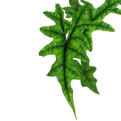 Alocasia, 4in, Jacklyn