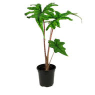 Alocasia, 4in, Jacklyn