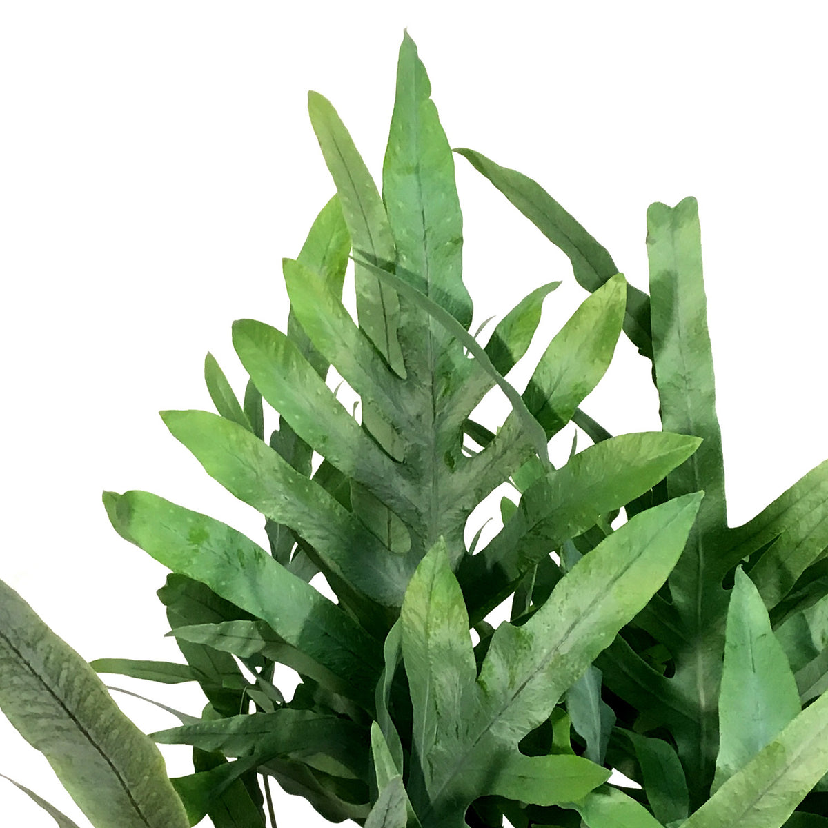 Fern, 10in, Blue Star