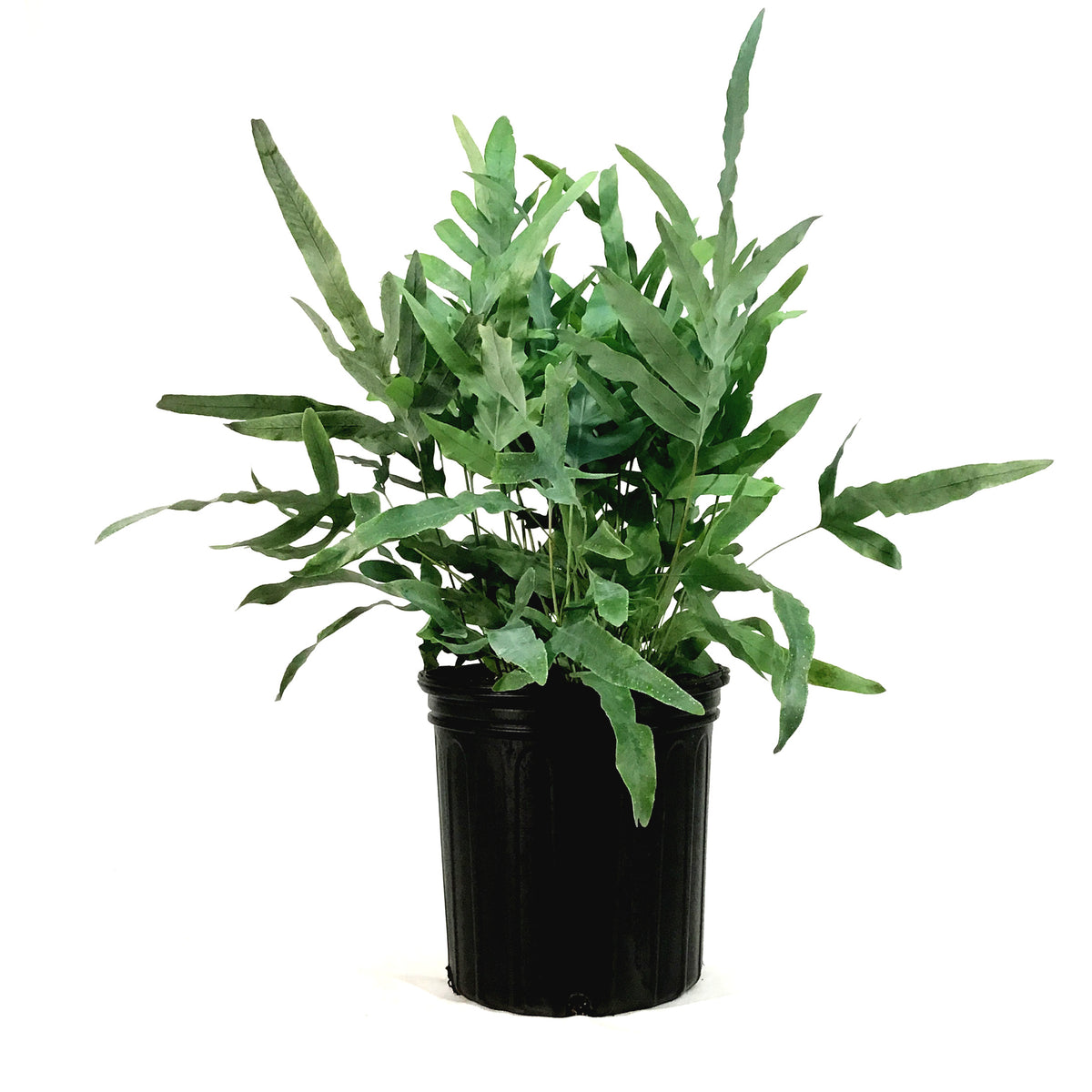 Fern, 10in, Blue Star