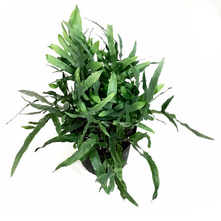 Fern, 10in, Blue Star