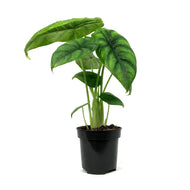 Alocasia, 4in, Green Shield