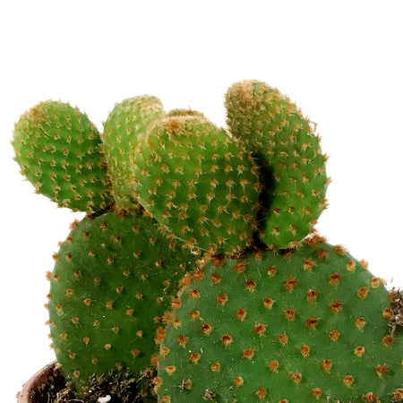 Cactus, 4in, Opuntia microdasys 'Bunny Ears'