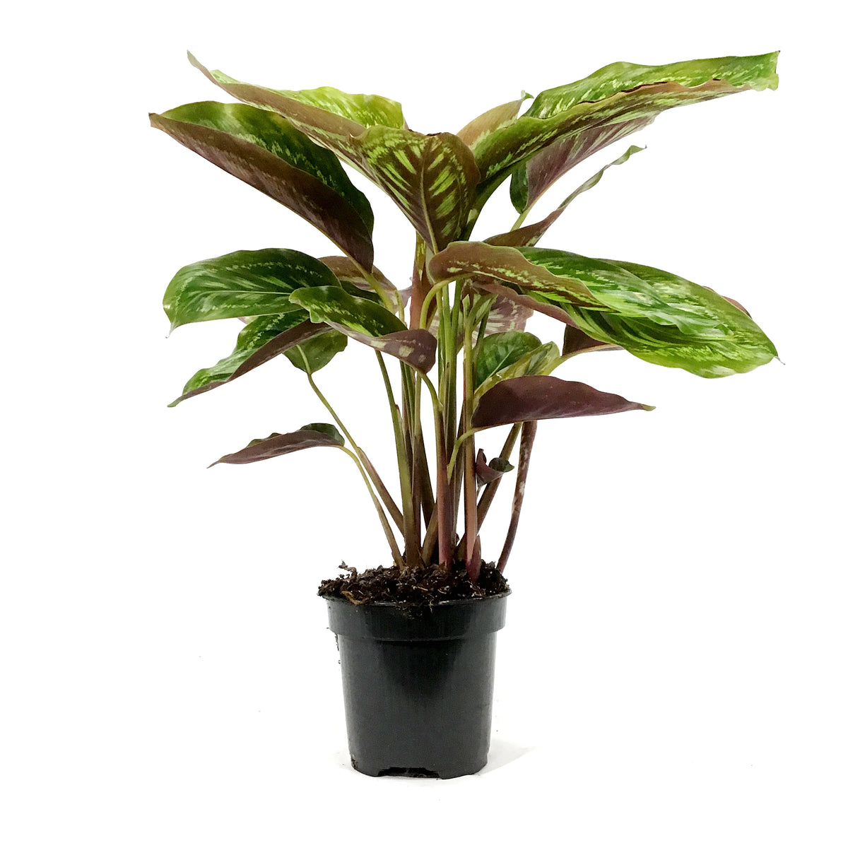 Calathea, 4in, Flamestar