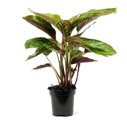 Calathea, 4in, Flamestar