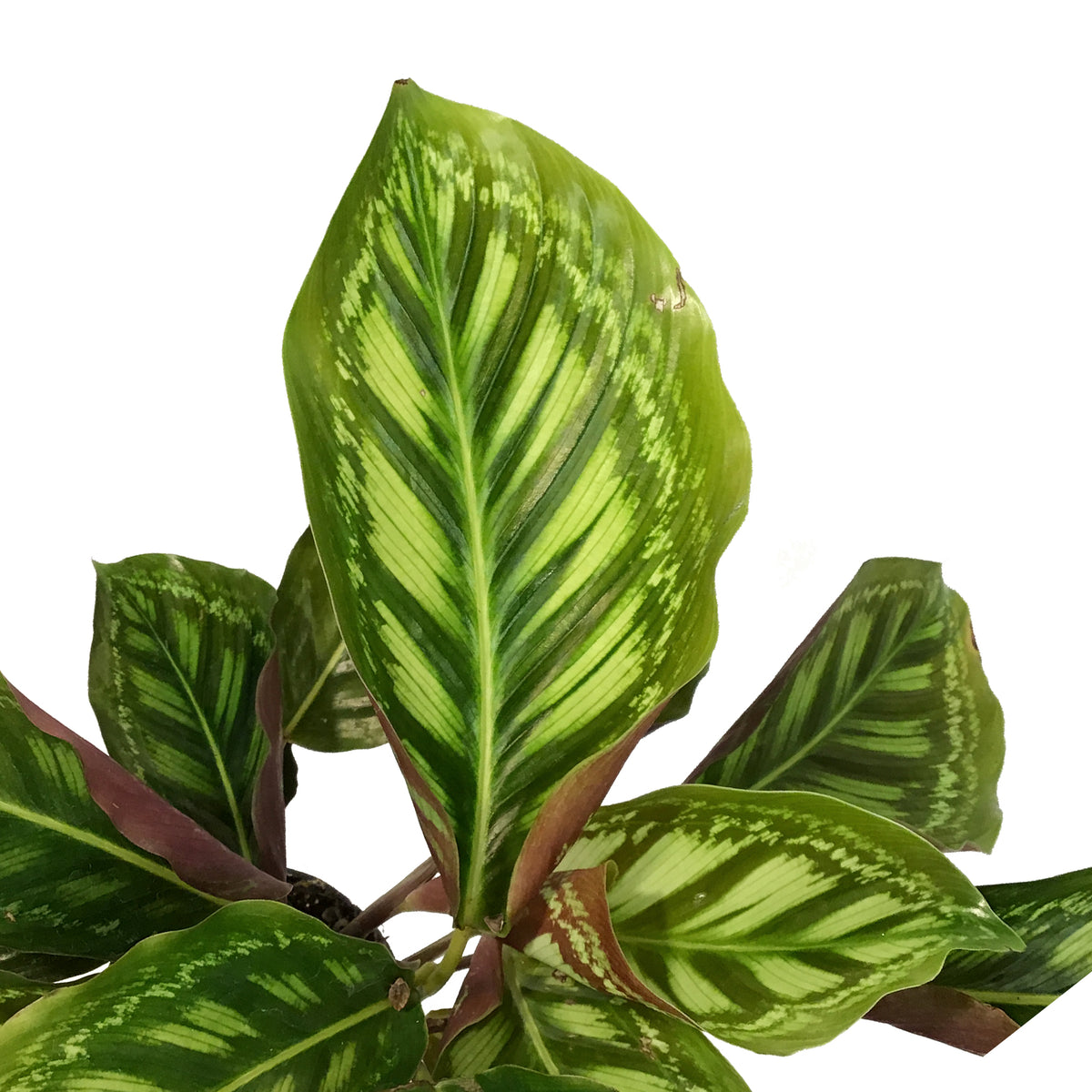 Calathea, 4in, Flamestar